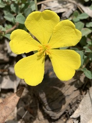 Hibbertia diffusa