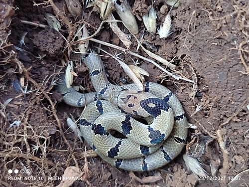 Tillack’s Kukri Snakes, Oligodon tillacki