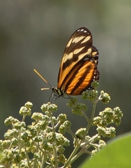 Eueides isabella eva