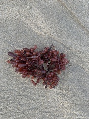 Botryocladia pseudodichotoma