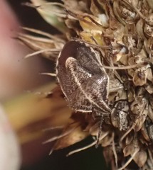 Trichopepla atricornis