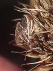 Trichopepla atricornis