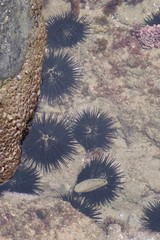 Stomopneustes variolaris