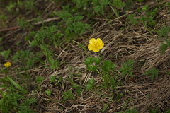Ranunculus brachylobus