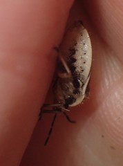 Trichopepla atricornis