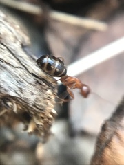 Camponotus discolor