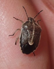 Trichopepla atricornis