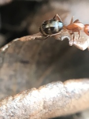 Camponotus discolor