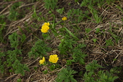 Ranunculus brachylobus