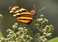 Eueides isabella eva