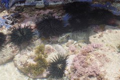 Stomopneustes variolaris