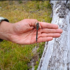 Rhionaeschna variegata