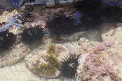 Stomopneustes variolaris