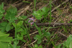 Corydalis conorhiza