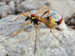 Ctenophora ornata