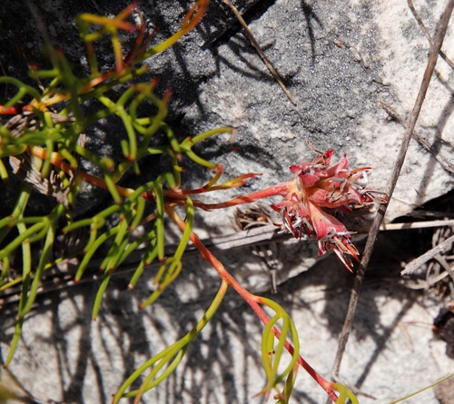 Image of Serruria decumbens by (c) Tony Rebelo, some rights reserved (CC BY-SA)
