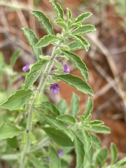 Endostemon tereticaulis