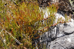 Serruria decumbens