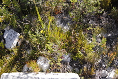 Serruria decumbens