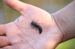 Rhionaeschna variegata