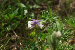 Corydalis conorhiza