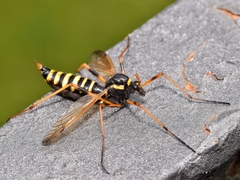 Ctenophora flaveolata