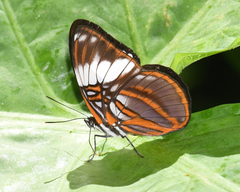 Adelpha epione