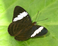 Adelpha epione