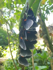 Hades noctula