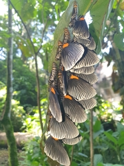 Hades noctula