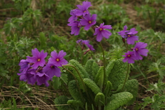 Primula amoena