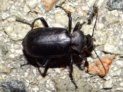 Calosoma maderae
