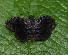 Cycloglypha thrasibulus