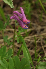 Corydalis conorhiza