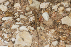 Ophisops elegans schlueteri