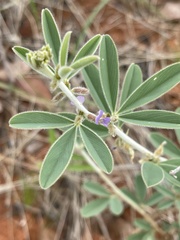 Ptycholobium contortum