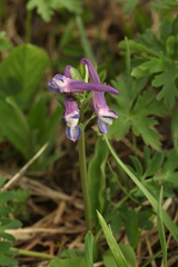 Corydalis conorhiza