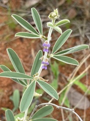 Ptycholobium contortum