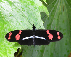 Heliconius telesiphe