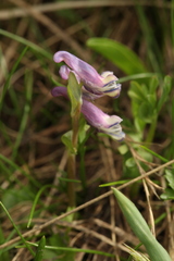 Corydalis conorhiza
