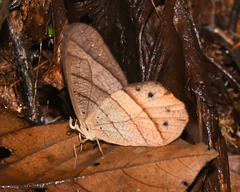 Pierella hyceta