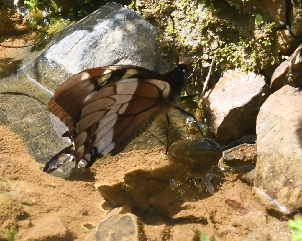 Papilio warscewiczii