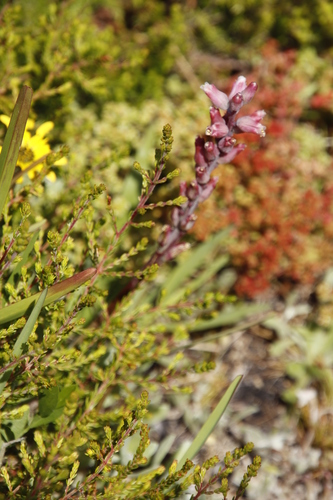 Image of Lachenalia rosea by (c) Tony Rebelo, some rights reserved (CC BY-SA)