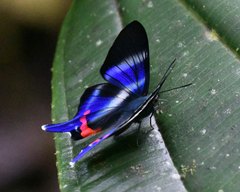 Rhetus dysonii