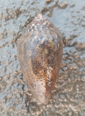 Conus achatinus