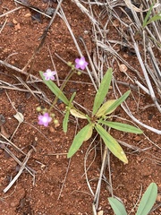 Gisekia pharnaceoides
