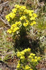 Sebaea ambigua