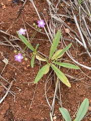 Gisekia pharnaceoides