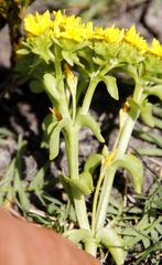 Sebaea ambigua