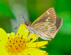 Vehilius stictomenes stictomenes